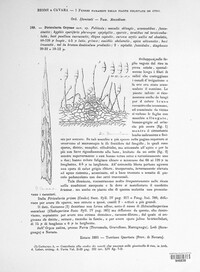 Piricularia oryzae image